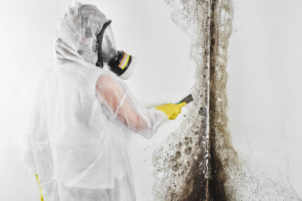 Best Residential Mold Removal  in Joseph, OR