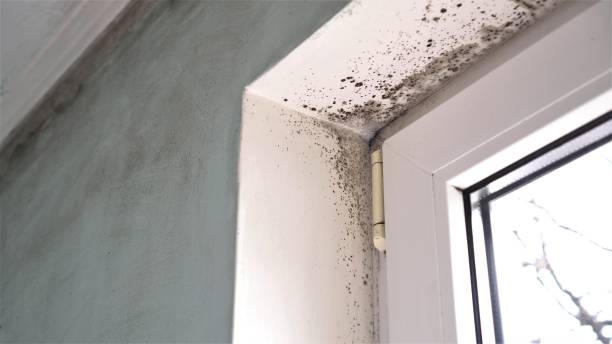 Mold Removal and Inspection in Joseph, OR