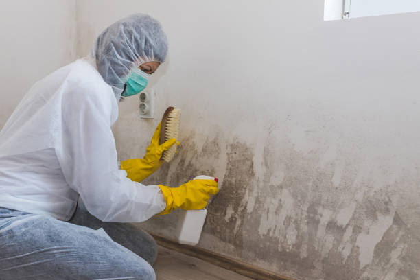 Professional Mold Removal in Joseph, OR