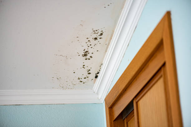 Best Attic Mold Removal  in Joseph, OR