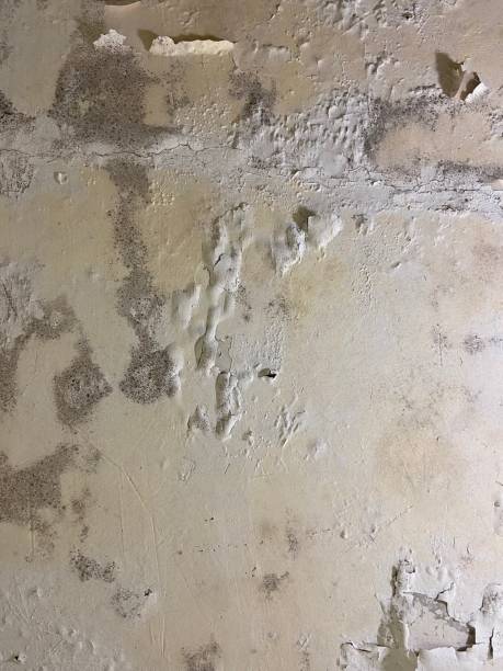 Best Professional Mold Removal  in Joseph, OR
