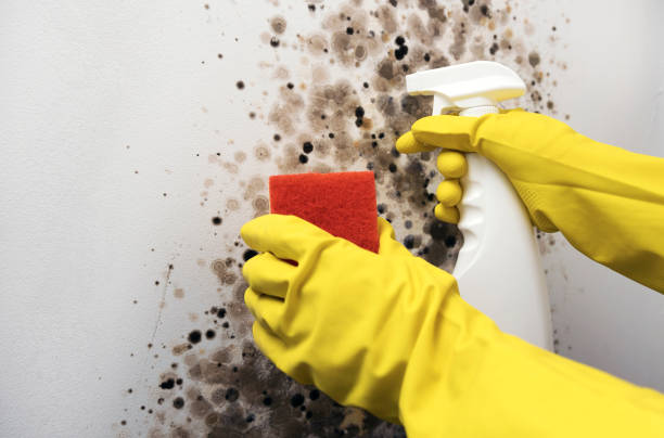 Best Mold Testing  in Joseph, OR