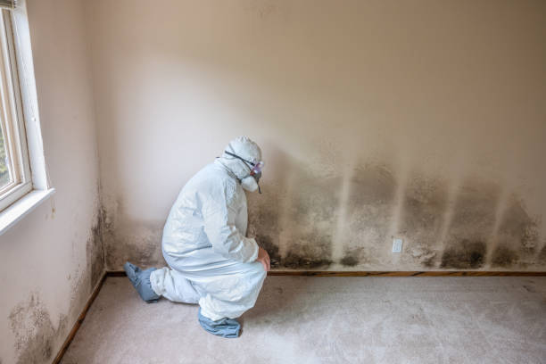 Best Commercial Mold Removal  in Joseph, OR